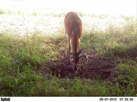 How to Make a Deer Mineral Site on http://www.deeranddeerhunting.com Deer Bait, Hunting Food, Deer Habitat, Deer Attractant, Deer Feed, Food Plots For Deer, Deer Food, Wildlife Management, Hunting Ideas