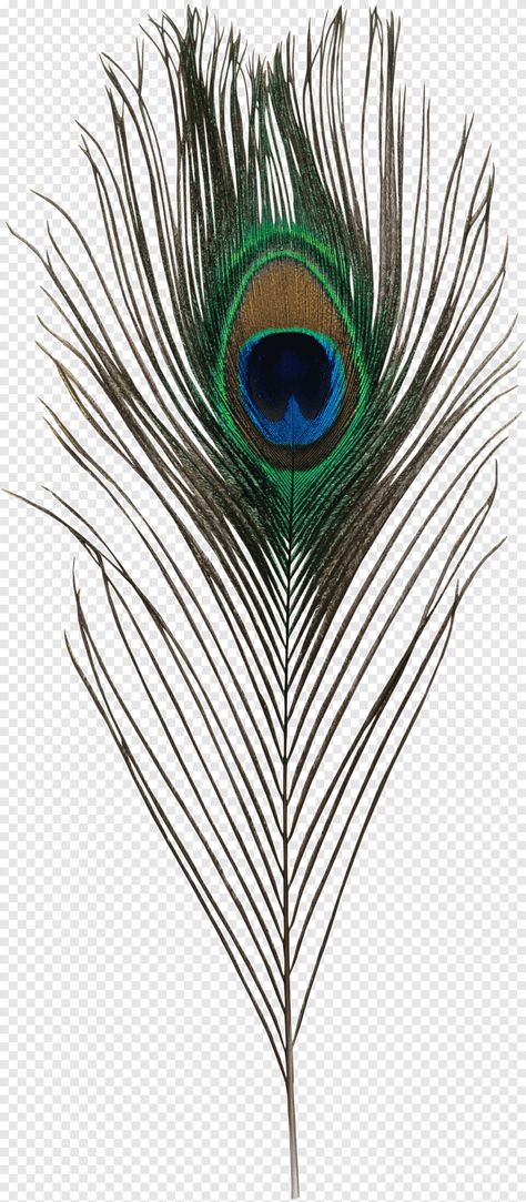 Peacock Feather Drawing, Peacock Png, Feather Png, Peacock Wings, Feather Peacock, Feather Background, Feather Illustration, Feather Drawing, Peacock Tail