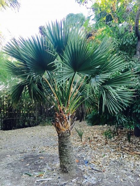 Sabal Minor Palm Planting work_July_2016 - DISCUSSING PALM TREES WORLDWIDE - PalmTalk Palmetto Tree, Below Zero, Dug Up, Bluish Green, Garden Soil, Drought Tolerant, Mulch, Great Places, Planting