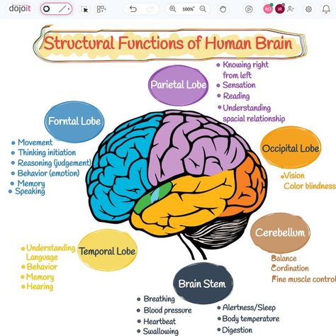 Structural Functions of Human Brain

#StructuralFunctions #BRAINWAVES #Brain #HumanBrain #LeftBrain #RightBrain #UXUIDesign #BrainArmstrong #Design #Education #Learn #Braintypes
 
https://pub.dojoit.com/LJFC86y1/Structural-Functions-of-Human-Brain

#dojoit #onlinewhiteboard

Did you find it amusing? 🤔. Save and Share it. The Brain Psychology Notes, The Human Brain Anatomy, Brain Structure And Functions, Brain Functions Diagram, Parts Of The Brain And Its Function, Part Of Brain And Function, Lobes Of The Brain And Function, Brain Function Chart, Structure Of The Brain