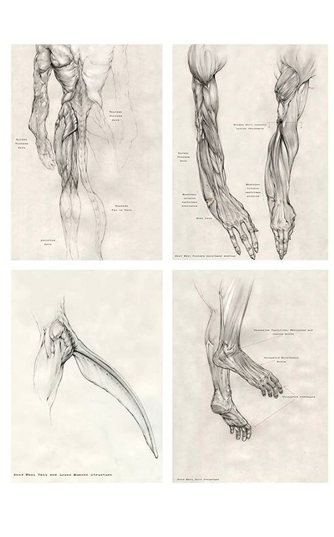 Blue Avatar, Avatar James Cameron, Body Drawing Tutorial, Human Anatomy Art, Pandora Avatar, Body Reference Drawing, Avatar Movie, Avatar Characters, Alien Concept Art