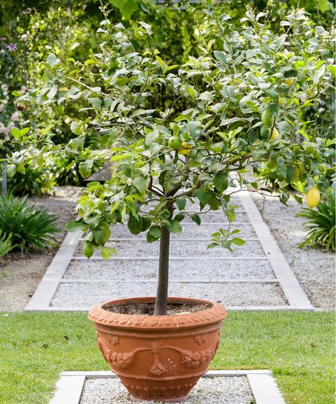 How to prune a lemon tree: expert tips to keep it in shape | Homes & Gardens Best Indoor Trees, Large Terracotta Pots, Mediterranean Plants, Indoor Trees, Dry Garden, Japanese Maple Tree, Sloped Garden, Raised Planter, Garden Images