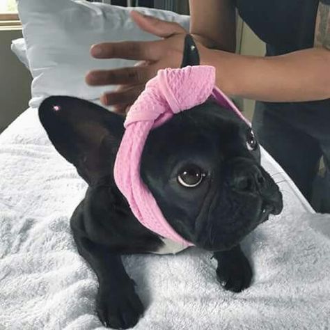 Asia Long Haired French Bulldog, Ears Pierced, Diy Easter Gifts, Cute Ear Piercings, Dog Ear, Ear Piercing, Long Day, Black Eyed Peas, The Chicken