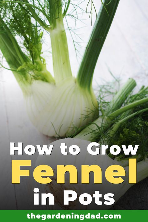 Did you know you can grow fennel all year, no matter where you live?  Learn How to Grow Fennel in Pots with easy to follow steps and expert tips!  #fennel #herbs #gardening Growing Fennel, Indoor Gardening Supplies, Herb Gardens, Herb Garden Design, Vegetable Garden For Beginners, Herb Gardening, Growing Veggies, Pallet Garden, Healthy Garden