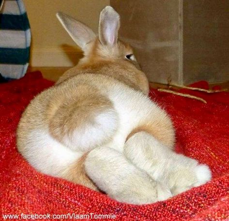 Bunny Paws, Giant Rabbit, Rabbit Life, Cute Bunny Pictures, Bunny Pictures, Pet Bunny, Funny Bunnies, Baby Bunnies