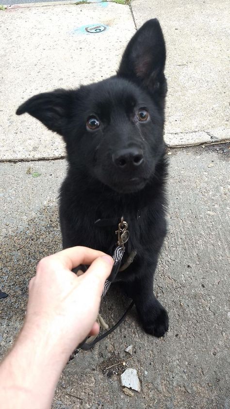 Can Guide Dogs Be Black? (Reason & Answer Explained) Black Lab German Shepherd Mix Puppy, Black Shepherd German, Black German Shepherd Scary, German Shepherd Puppies Black, Black Puppy Aesthetic, Padfoot Dog, All Black German Shepard, Black German Shepherd Aesthetic, Black Fluffy Dog