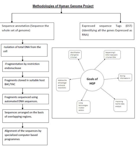 LAC OPERON Human Genome Project Notes, Lac Operon Notes, Notes For Biology, Lac Operon, Molecular Basis Of Inheritance, Class 12 Notes, Human Genome Project, Neet Notes, Human Genome