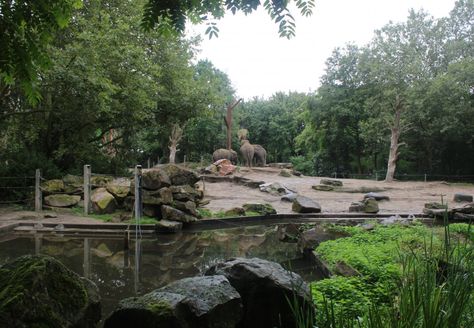 Planet Zoo Enclosure, Elephant Enclosure, Zoo Enclosures, Zoo Exhibit, Foundation Ideas, Zoo Boo, Animal Enclosures, Zoo Zoo, Outdoor Enclosure