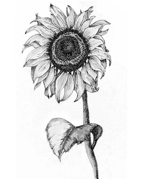 Sunflower 🌻 . I love sunflowers. I have drawn this pretty sunflower with the charcoal pencils of @fabercastellglobal. It's been a while… Sunflower Drawing Pencil Sketch, Sunflower Sketch, Sunflower Sketches, Sunflower Drawing, Gcse Art Sketchbook, Botanical Drawing, Observational Drawing, Sunflower Tattoos, Black And White Art Drawing