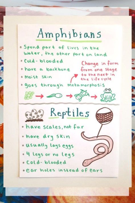 Reptiles Kindergarten, Amphibians Preschool, Reptiles Preschool, Amphibians Activities, Reptile Crafts, Frog Life, Preschool Science, Reptiles Pet, Reptiles And Amphibians