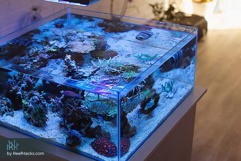 Saltwater Tank Setup, Saltwater Fish Tanks, Aquarium Led, Salt Water Fish, Saltwater Tank, Marine Aquarium, Bring Them Home, Reef Aquarium, My Obsession