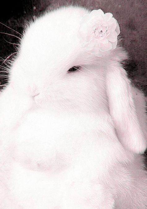 White Asthetics Wallpaper, Rabbit Aesthetic, Lady Aphrodite, Fluffy Bunnies, Bunny White, White Bunnies, Bunny Wallpaper, Fluffy Bunny, Bunny Pictures