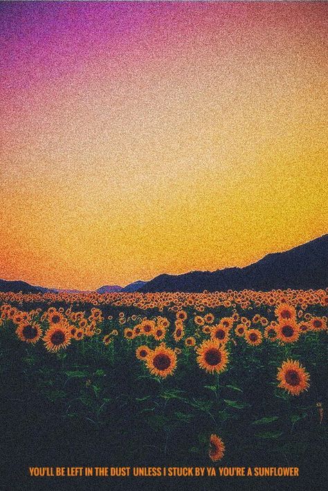 Post malone , Sunflower Wallpaper Iphone Sunflower, Sunflower Post Malone, Uni Flat, Post Malone Lyrics, Asthetic Pics, Post Malone Wallpaper, Post Malone Quotes, Paper Iphone, Iphone Quotes