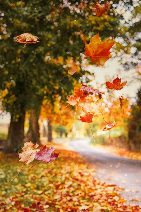 #fall Autumn Leaves Falling, Leaves Falling, Rumi Quotes, Autumn Scenery, Fabulous Fall, Best Seasons, Autumn Beauty, Fall Pictures, Seasons Of The Year