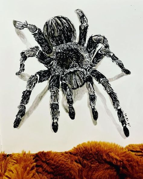 Spider Ink Drawing, Tarantula Drawing, Tarantula Tattoo, Fuzzy Spider, Tarantula Spider, Sell On Instagram, Inktober 2024, Ink Doodles, Selling On Instagram