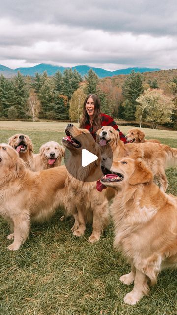 Caitlin ☼ Travel & Lifestyle on Instagram: "I can’t believe this place exists 🤯

This is your sign to have an incredible Golden Retriever experience this fall at @goldendogfarmvt!

Golden Dog Farm is set in Vermont’s Green Mountains (it’s a gorgeous property). They make honey, maple syrup and other farm products… but the star of the show is their Golden Retriever Experience where visitors can play with a group of the dogs on the farm! @goldendogfarmvt offers Golden Retriever Experiences year round! Things to know:

📍 The farm is located about 30 minutes from the charming town of Stowe

🐶 @goldendogfarmvt offers various experiences all year

🐶🍷 They have a “Wine and Wags” event that’s running weekends in August and also in October (Oct 4 + 5 and 18 + 19). What’s better than tasting win Dog Farm, Round Things, Farm Products, Green Mountains, Green Mountain, On The Farm, Golden Dog, The Dogs, Travel Lifestyle