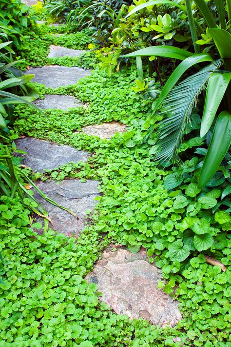 Don’s Tips: Paths Stepping Stone Path, Backyards Ideas, Perennial Ground Cover, Garden Walkways, Stepping Stone Paths, Stones For Garden, Backyard Ideas For Small Yards, Concrete Stepping Stones, Path Ideas