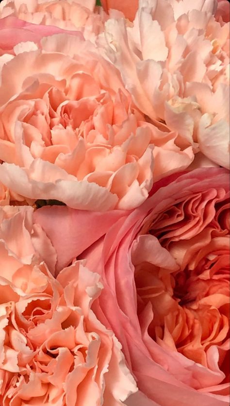 Peach Peonies, Peach Aesthetic, Peach Flowers, Minimalist Wallpaper, Light Peach, Flower Lover, Pink Peonies, Light Orange, Peonies