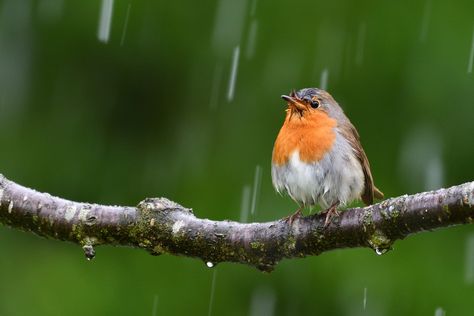 Birds Playing in Rain - Natural sound of Rain And Birds, Beautiful Moment Of Birds.  Bird sounds,nature sounds,birds singing,relaxing nature sounds,sounds of nature,forest sounds,birds song,birds chirping,bird singing,relaxing sounds,relaxing,sound of nature,relaxation,nature sound,calming nature sounds,videos for cats to watch,videos for cats,video for cats,Bird Sounds,Birds in The Summer Rain. Playing In Rain, Birds Beautiful, European Robin, Forest Sounds, Cold Rain, Rain And Thunder, What Is A Bird, Summer Rain, Hiding Places