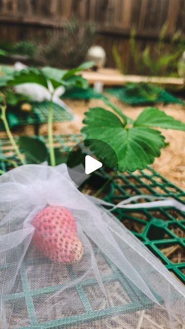 How To Protect Strawberry Plants, Protecting Strawberry Plants, Strawberry Garden, Growing Strawberries, Strawberry Plants, Companion Planting, In Addition, Kitchen Garden, Grow Your Own