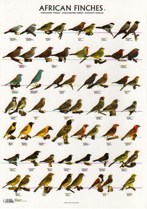 african finches2 African Birds Drawing, Zebra Finches, Names Of Birds, African Birds, South African Birds Of Prey, South African Sparrow, South African Birds, Bird Breeds, Pet Bird Cage