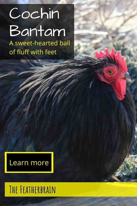 Cochin Bantam Chickens, Bantam Cochin Chickens, Bantam Cochins, Cochin Bantam, Frizzle Chickens, Cochin Chickens, Bantam Chicken, Chicken Facts, Cute Chicken Coops