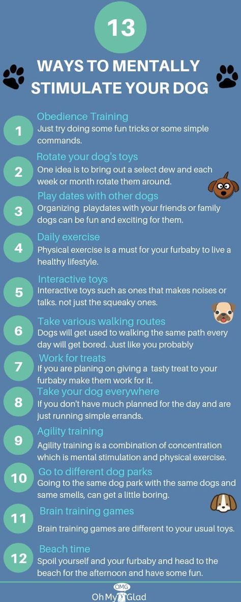 13 ways to mentally stimulate your dog Puppy Stimulation Ideas, Dog Stimulation Diy Ideas, Mental Stimulation For Dogs Diy, Puppy Activities, Dog Mental Stimulation, Mental Stimulation For Dogs, Dog Remedies, Dog Enrichment, Mental Stimulation