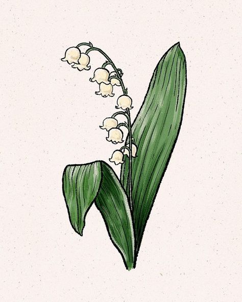 Lily of the Valley 🌱 a symbol of purity, love, and luck. But did you know these little ones are poisonous? #art #artist #artwork #flower … | Instagram Lilly Of The Valley Drawing Art, Lilly Of The Valleys, Lily Of The Valley Drawing, Lily Of The Valley Illustration, Lily Of The Valley Art, Lily Of The Valley Botanical Drawing, Lily Of The Valley Bouquet, Love And Luck, Longboard Design