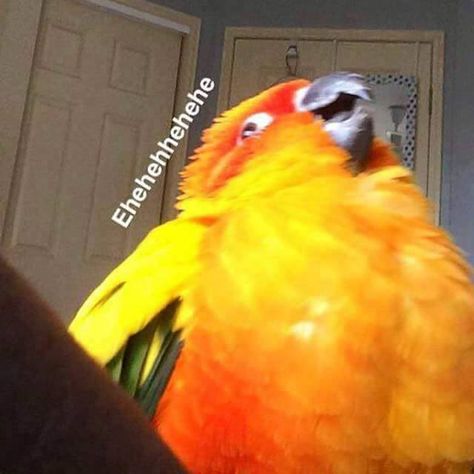 Bird Memes Funny, Bird Meme, Funny Parrots, Parrot Toys, Don't Trust, Funny Birds, Cute Memes, Funny Animal Memes, Cute Birds