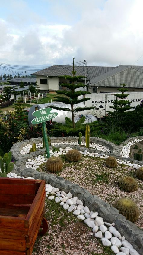 #borneo #cactus #dairy farm #kundasang #sabah Kundasang Sabah View, Kundasang Sabah, Dairy Farm, Story Ideas, Instagram Story Ideas, Instagram Story, Cactus, Dairy, Home And Garden