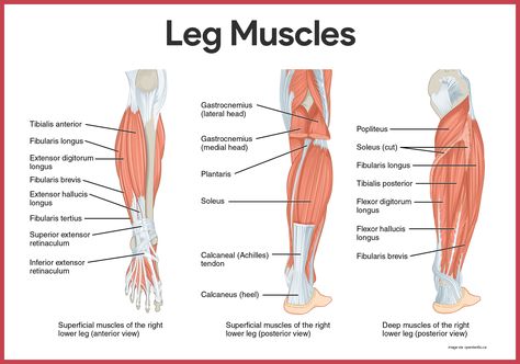 Leg Muscles- Muscular System Leg Muscles Diagram, Leg Muscles Anatomy, Muscular System Anatomy, Muscle Diagram, Lower Leg Muscles, Leg Anatomy, Muscle System, Calf Cramps, Human Body Anatomy