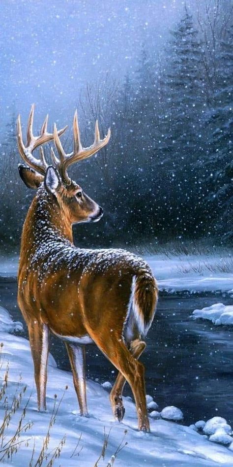 Whitetail Deer Pictures, Deer Wallpaper, Animals Painting, Bear Artwork, Deer Photos, Deer Pictures, Deer Illustration, Beautiful Scenery Photography, Deer Painting