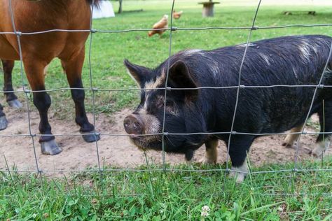 Cheap Fencing for Pigs to Keep Your Hogs Where You Want Them Hog Fence, Keeping Pigs, Cheap Fencing, Pig Yard, Pig Fence, Hog Wire Fence, Livestock Fence, Hog Farm, Livestock Shelter