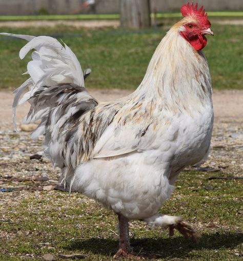 The Marans is a breed of chicken originating in France. It is… Splash Maran Chicken, Maran Chickens Breeds, Copper Marans Chicken, Maran Chicken Breeds, Blue Maran Chickens, Marans Chicken, Midnight Majesty Maran Chicken, French Black Copper Maran Chicken, Pretty Chickens