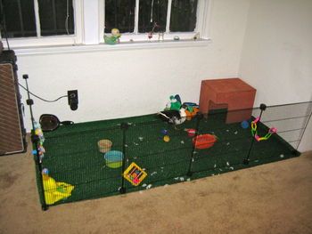 Indoor duck setup Indoor Duck Pen, Duck Setup, Indoor Duck Enclosure, Pet Ducks Indoor, Duck Supplies, Brooder Ideas, Duck Enclosure, Call Duck, Duck Pen