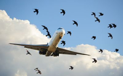 Pilot Basics Weird Birds, Bird Strike, Bird Flying, Electrical Problems, Military Jets, United Airlines, Us Military, Birds Flying, Bird Species