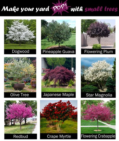 Want a pretty tree in your yard but don't have a ton of space? Here are some of our favorite small trees that can make your yard POP 💥 Trees For Front Yard, Landscaping Trees, Plantas Bonsai, Pretty Trees, Front Garden Landscape, Small Front Yard Landscaping, Front Yard Garden Design, Lawn And Landscape, Have Inspiration