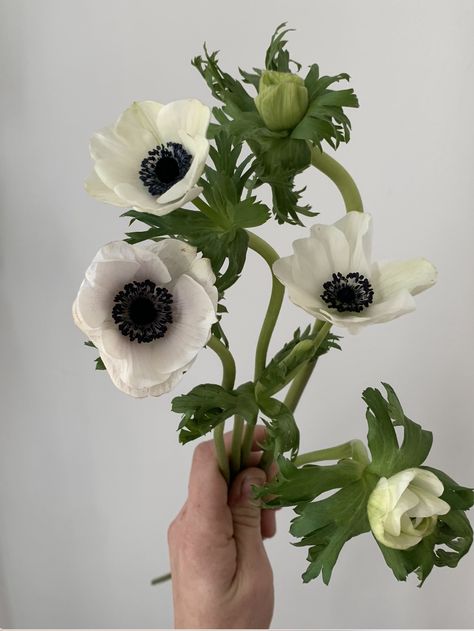 White Anemone Flower, Flower Drawings, White Anemone, Anemone Flower, Flowers Black, Where The Heart Is, Anemone, Floral Designs, Flower Shop