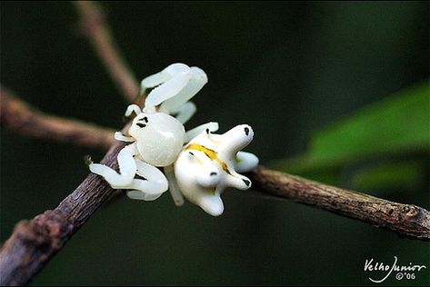 Might be most beautiful insect in the Universe | Design Swan Beautiful Universe, Cool Insects, Cool Bugs, A Bug's Life, Beautiful Bugs, Creepy Crawlies, Arthropods, Arachnids, Bugs And Insects