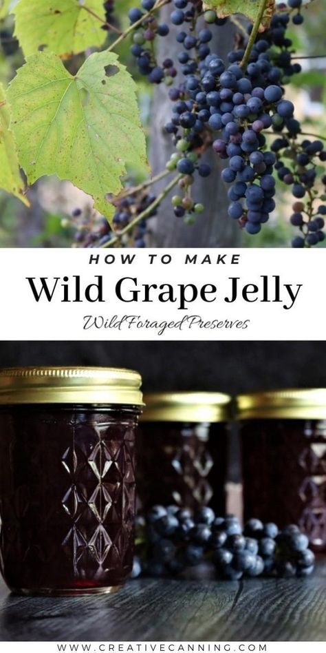 How to Make Wild Grape Jelly Wild Grape Jelly Recipe, Grape Preserves, Fruit In Jars, Canning Jelly Recipes, Grape Jelly Recipe, Canning Fruit Recipes, Preserve Fruit, Grape Jam Recipe, Canning Jelly