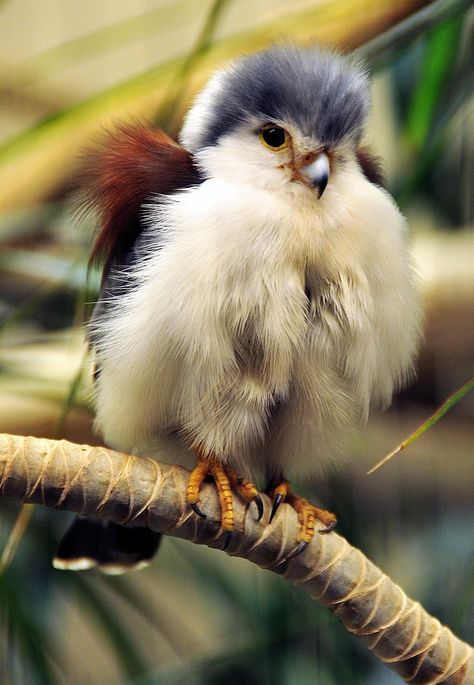 Baby Falcon Funny Baby Animals, Baby Animals Funny, Exotic Birds, Pretty Birds, Colorful Birds, Funny Baby, Bird Photography, Birds Of Prey, Sweet Animals