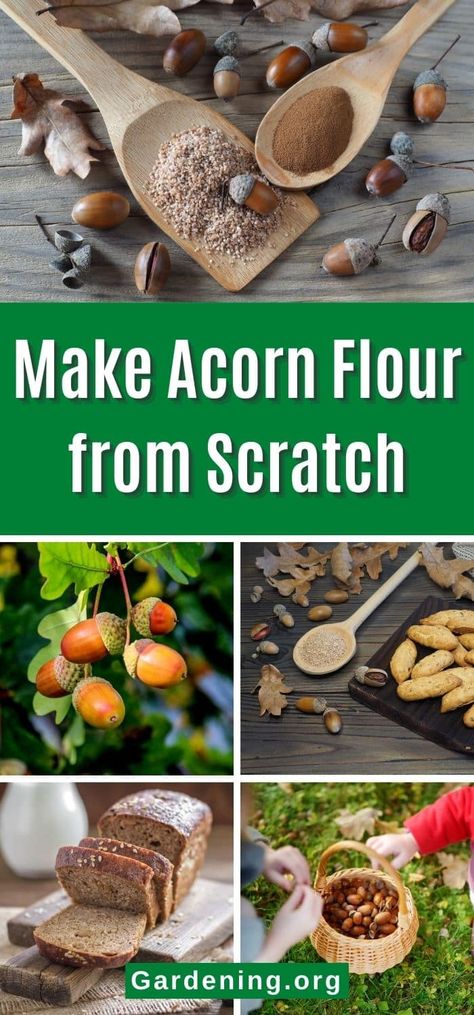 Acorn Food Ideas, How To Make Acorn Flour, Acorn Flour How To Make, Acorn Recipe, Acorn Flour, Dried Acorns, Homesteading Recipes, How To Make Flour, Food Foraging