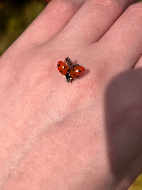 Flying Ladybug, Bug Pictures, Ladybug Aesthetic, Ladybug Bug, It’s A Wonderful Life, Cute Ladybug, Cool Bugs, Getting A Tattoo, Lady Bugs