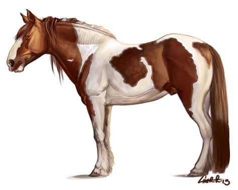 Study Reference Photo, Horse Drawing Digital, Draft Horse Drawing, Draft Horse Art, Horse Mane Drawing Tutorial, Quarter Horse Drawing, Draft Horse Rearing, Western Sketches, Horse Anime