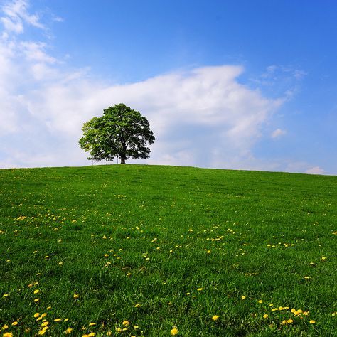 Tree at the Hill (Spring), Edgar Barany C Tree On A Hill, Grassy Hill, Spring Trees, Art Folder, Image Ideas, Big Tree, Drawings Simple, Ap Art, A Hill