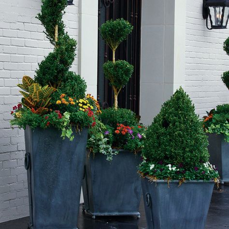 Evergreens are a natural choice for fall and winter containers. When other plants in your pots go dormant, evergreens are a staple that help to see you through the off-season. […]
The post Create Fall Containers With Evergreen Backbones—Planting Plans appeared first on FineGardening. Fall Outdoor Planter Ideas, Fall Containers Planters, Fall Planter Ideas, Fall Potted Plants, Evergreen Planters, Evergreen Container, Shade Plants Container, Full Sun Container Plants, Fall Container Plants