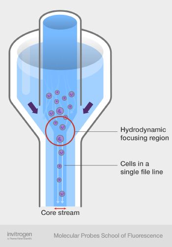 https://www.thermofisher.com/sg/en/home/life-science/cell-analysis/cell-analysis-learning-center/molecular-probes-school-of-fluorescence/flow-cytometry-basics/flow-cytometry-fundamentals/how-flow-cytometer-works.html Recombinant Dna, Science Cells, Flow Cytometry, Life Science, Learning Centers, Design Project, Surgery, Design Projects, Medicine