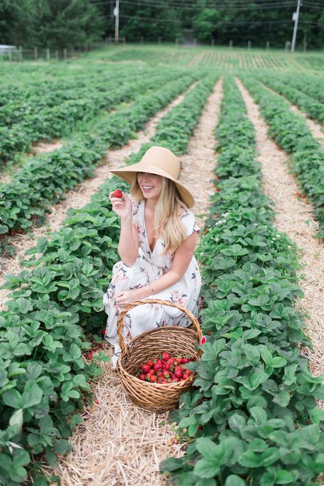 Checking off a Summer bucket list item in my favorite floral dress / #strawberrypicking #orchard #summer Strawberry Picking Photography, Strawberry Picking Pictures, Strawberry Picking Outfit, Darling Buds Of May, Orchard Garden, Strawberry Farm, Strawberry Garden, Strawberry Picking, Strawberry Patch