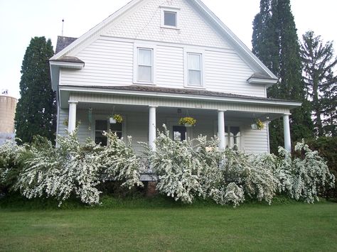 Spirea (bridal wreath) spreads across the whole porch. Bridal Wreath Spirea Landscaping, Spirea Landscaping, Shearers Quarters, Plants Porch, Bridal Wreath Spirea, Front Flower Beds, Spring Trees, Bushes And Shrubs, Green Cottage