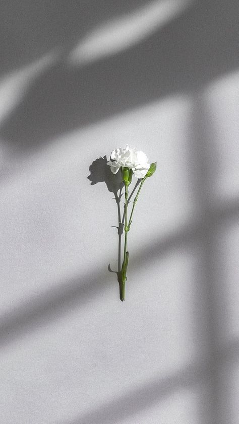 White carnation on a gray wall | premium image by rawpixel.com / McKinsey Iphone Wallpaper Shadow, White Carnations Aesthetic, Shadow Woman, Wallpaper Shadow, Minimalist Iphone Wallpaper, White Aesthetic Photography, Window Shadow, Shadow Images, Gold Wallpaper Background